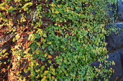Green wall ２