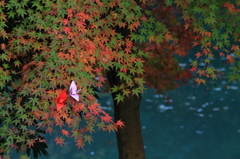 紅葉舞鶴１