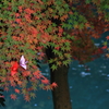 紅葉舞鶴１