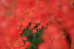 紅葉の傘