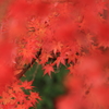 紅葉の傘