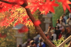 大山行列のできる紅葉