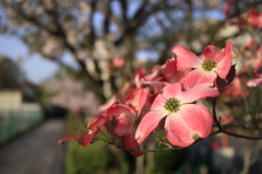 花小道１