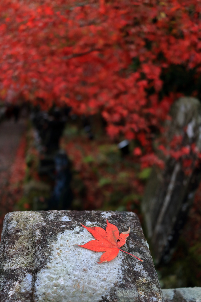 大山紅葉６