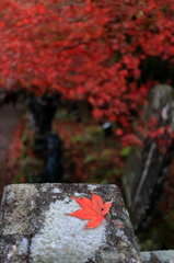 大山紅葉６