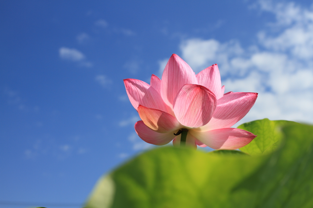 空に咲く花