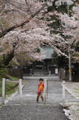 桜道