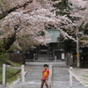 桜道