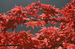 大山紅葉４