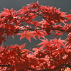 大山紅葉４
