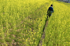 菜の花じゅうたん