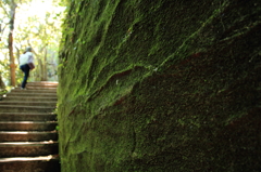 Green　wall
