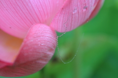 クモ細工