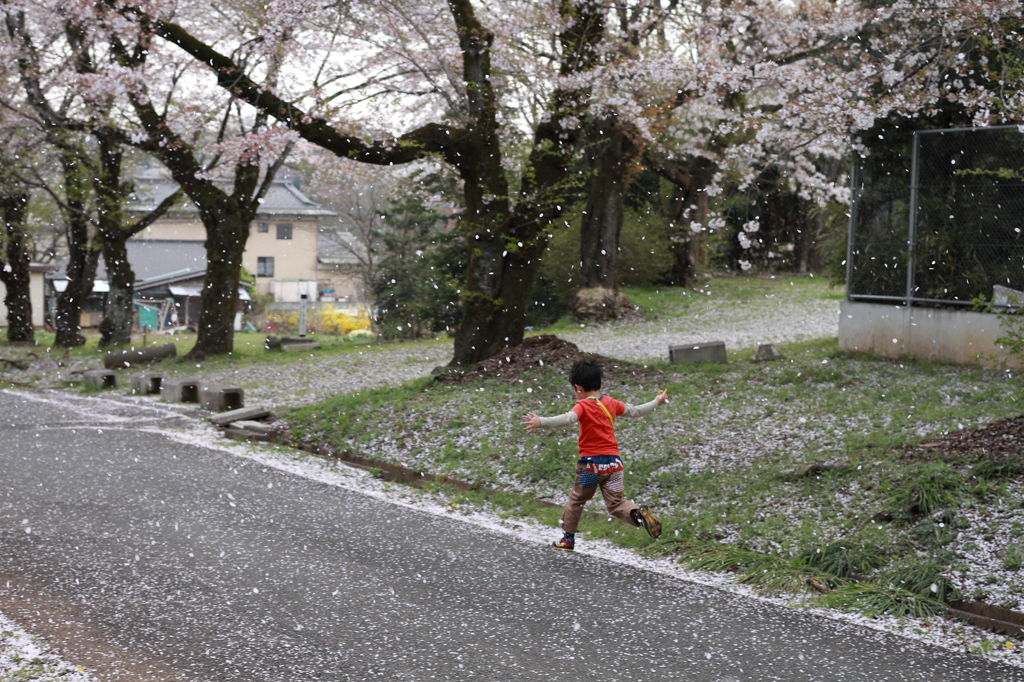 桜の雨