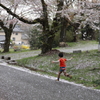 桜の雨