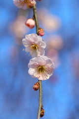 蒼天の梅