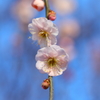 蒼天の梅