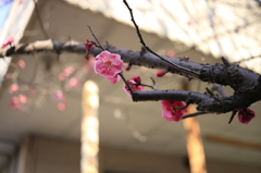 小春日和