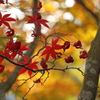 大山紅葉３