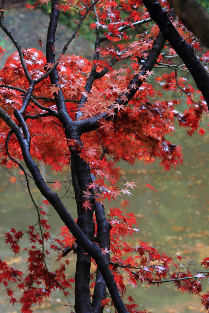 紅葉２