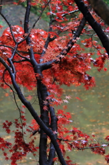 紅葉２