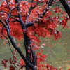 紅葉２