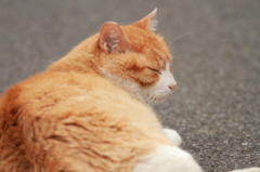 眠いにゃ～