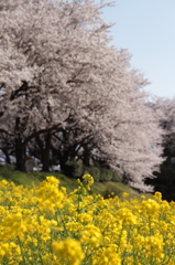 桜と菜の花