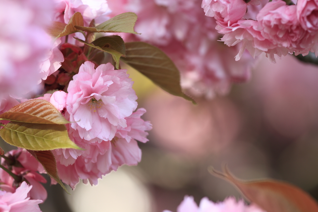八重の桜