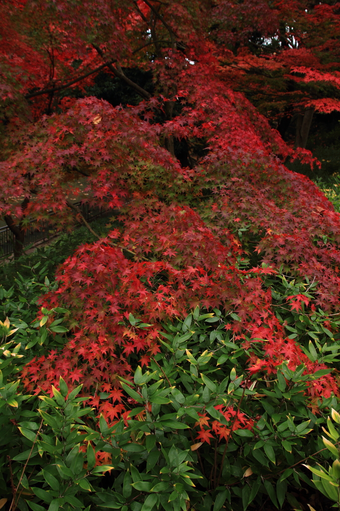 紅の滝