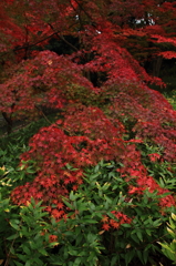 紅の滝