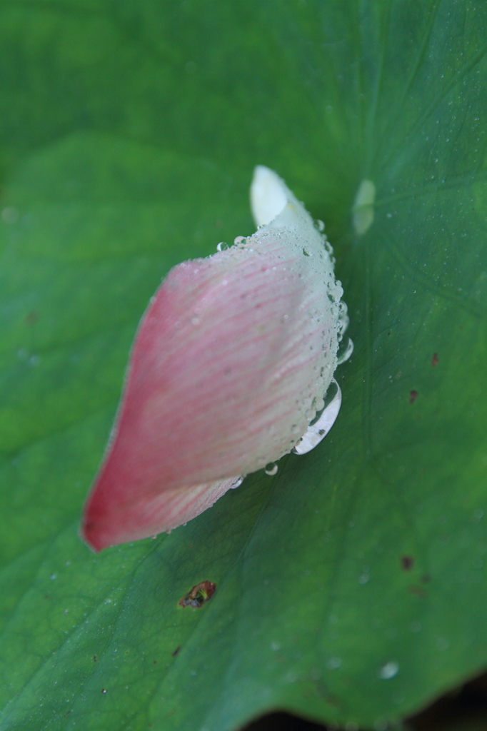 清涼感