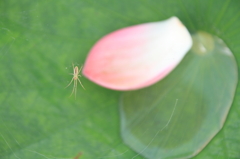 高みの見物