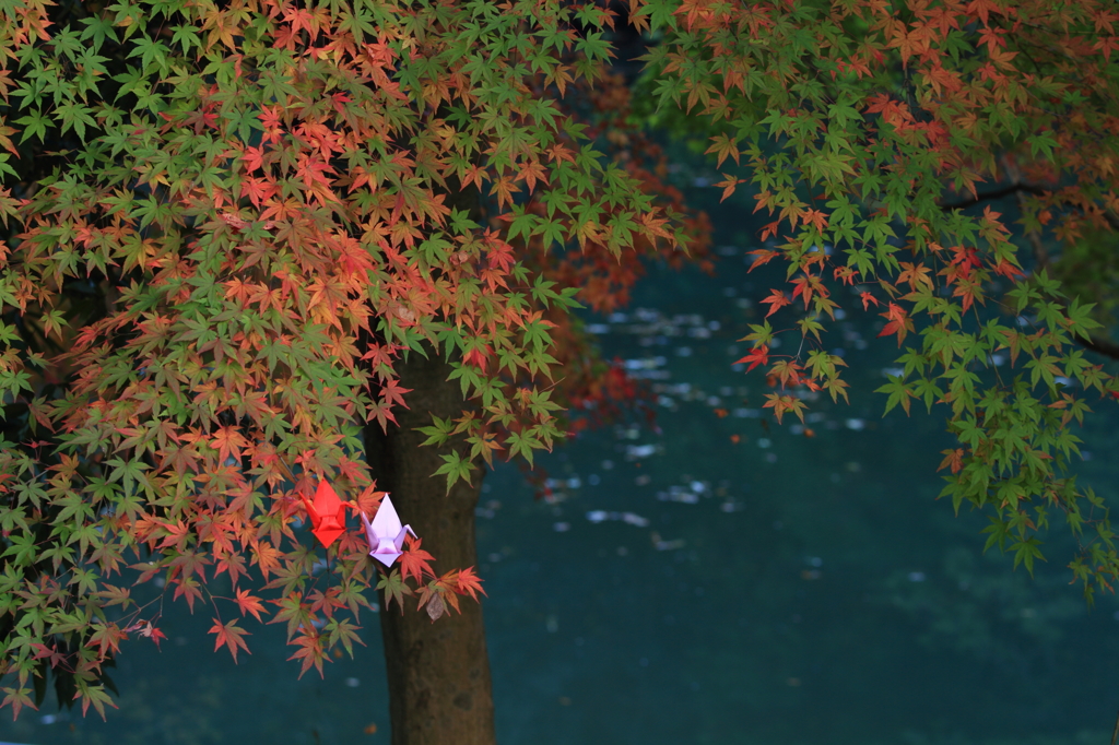 紅葉舞鶴２