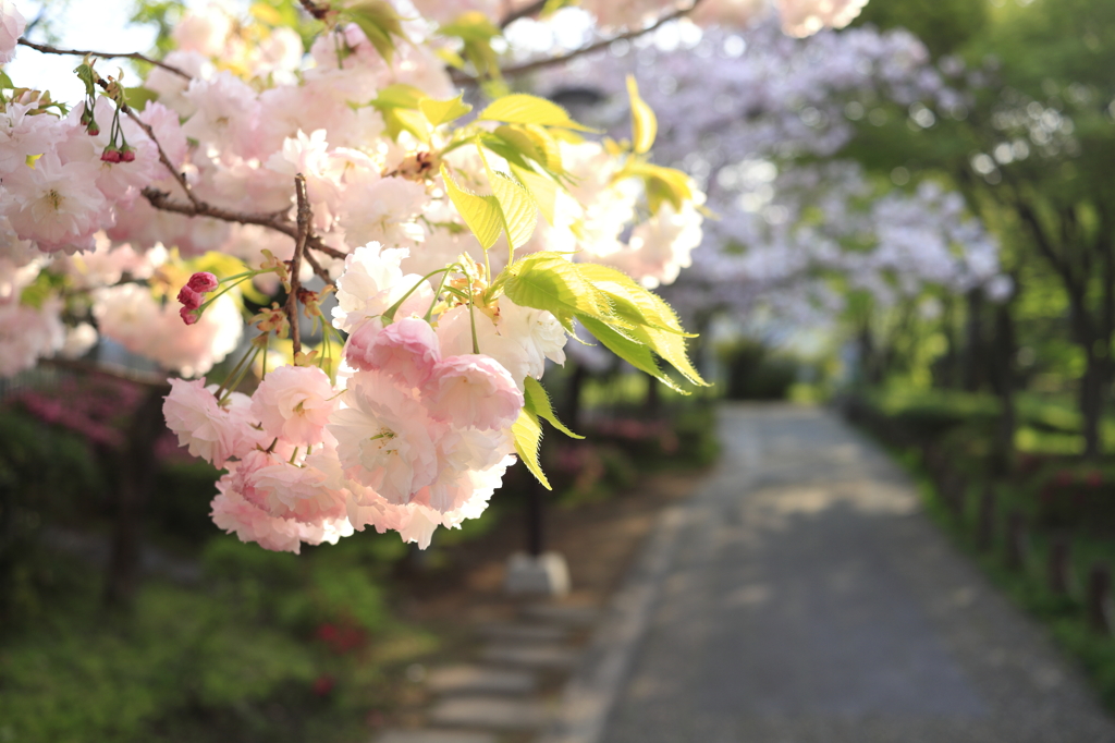 花小道２