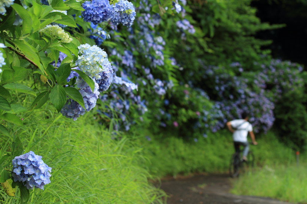 紫陽花を横目に