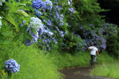 紫陽花を横目に