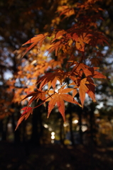 紅葉プロミネンス