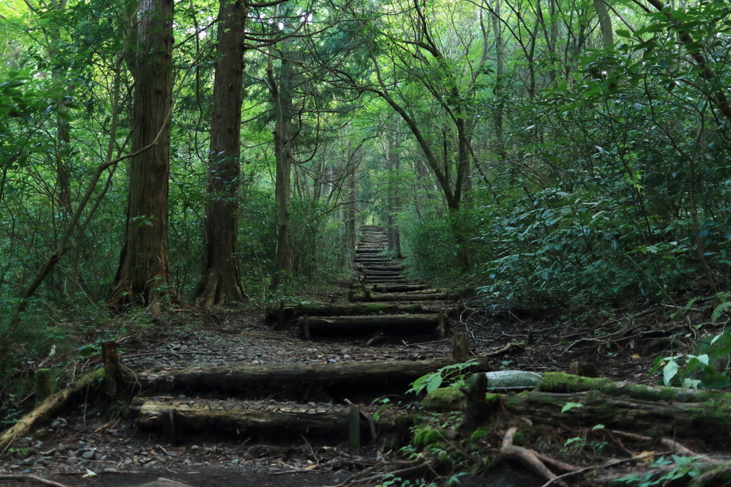 Forest way 2