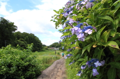 梅雨の晴れ間