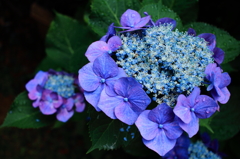 IMG_Purple ring flower