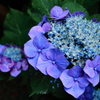 IMG_Purple ring flower
