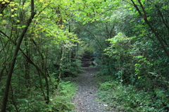 Forest way 1