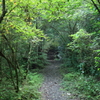 Forest way 1
