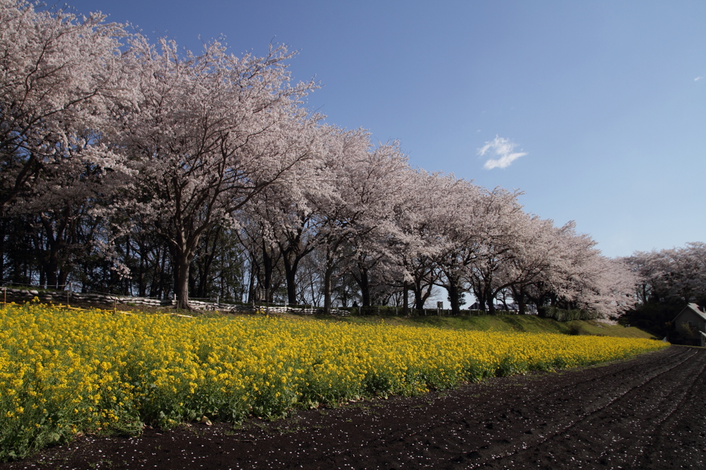 桜と菜の花
