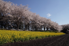 桜と菜の花