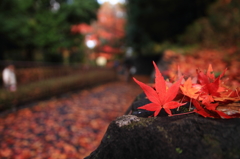 _紅葉小道