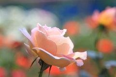 Rose２