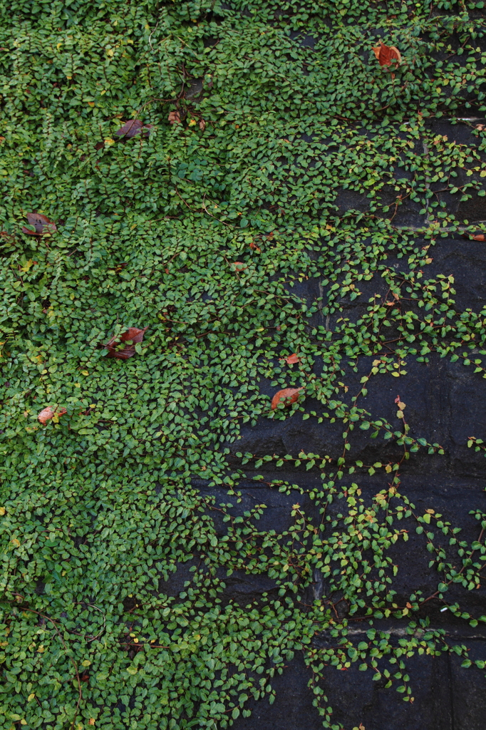 Green wall ３
