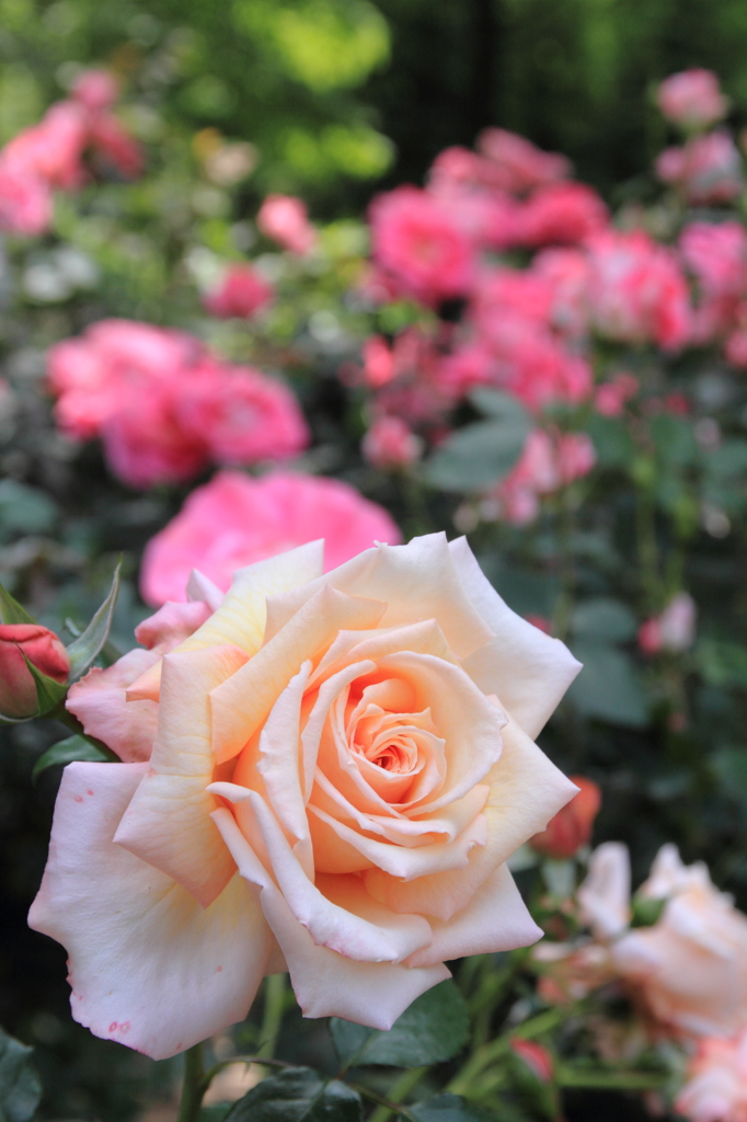 Rose 1